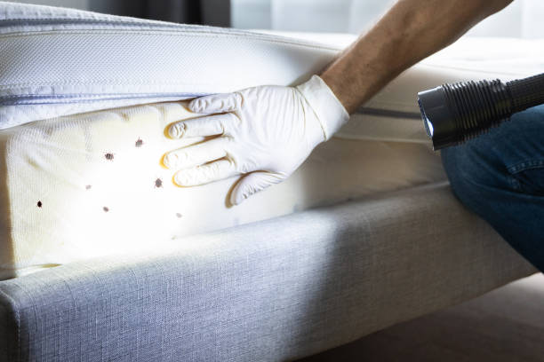 Best Mosquito Control Services  in Provo, UT