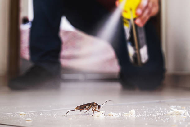 Best Pest Removal Services  in Provo, UT